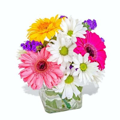 What a wonderful dash of color this arrangement is! Featuring white daisies and an assortment of vibrant Gerbers, this beautifully cute combination of colors will brighten anyone's day! Let someone know how much they mean to you with this simply gorgeous gift.