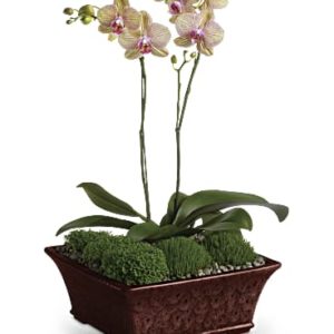 Divine Orchid