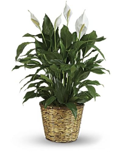 <p>Also know as the peace lily, this elegant plant featuring dark green leaves and delicate white blossoms makes a perfect gift for almost any occasion. Low maintenance and known for its indoor beauty and ability to clear the air of contaminants, this medium spathiphyllum is delivered in a charming 8" woven wicker basket.</p>