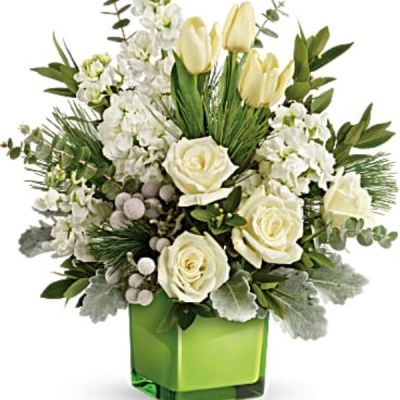 A stylish pop of winter style, this snow-white bouquet in a fresh green cube dresses up any occasion!
White roses, tulips and stock with silver brunia are arranged with dusty miller, spiral eucalyptus, parvifolia eucalyptus, and white pine.
